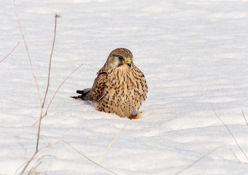 птица, пустельга, самка, хищник, весна, Пустельга (самка).photo preview