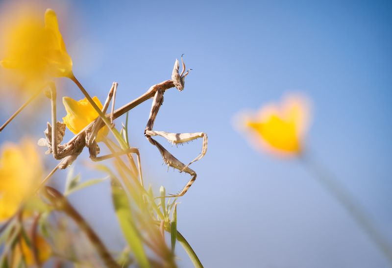 macro insect mantis nature empusa flowers Threat from abovephoto preview