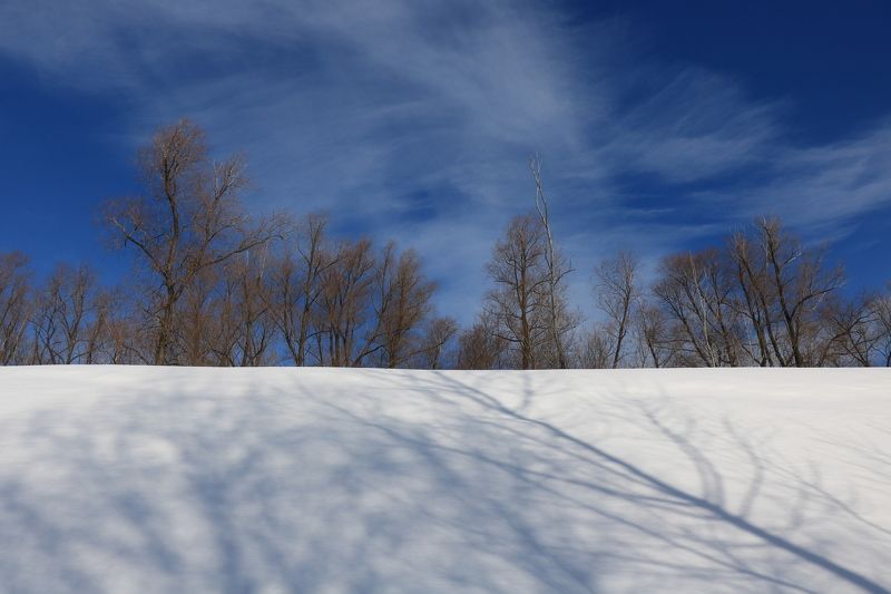 природа,пейзаж,деревья,снег,тень Тени и облака ранней веснойphoto preview