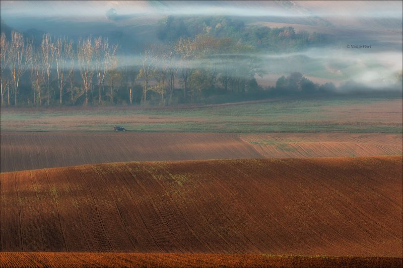 южная моравия,пейзаж,деревья,линии,south moravian,lines,свет,czech,осень,чехия,landscape Утро в Моравии фото превью