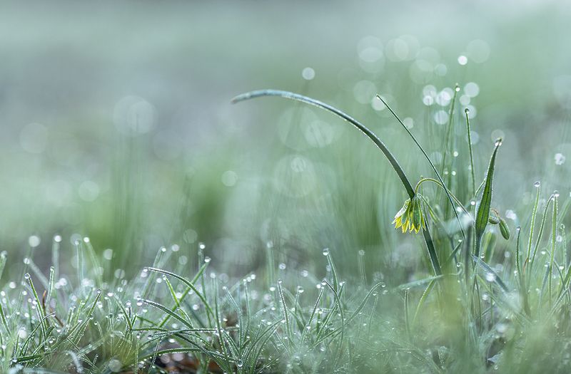 гусиный лук, первоцвет, роса, свет, цвет, воронеж, геннадий мещеряков, позитив, весна, апрель Апрельский лук...photo preview