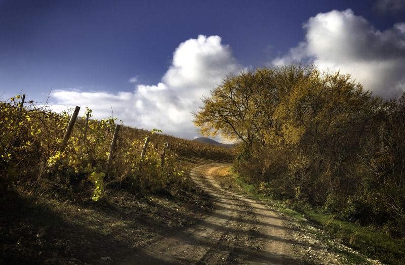 Виноградник в Абрауphoto preview