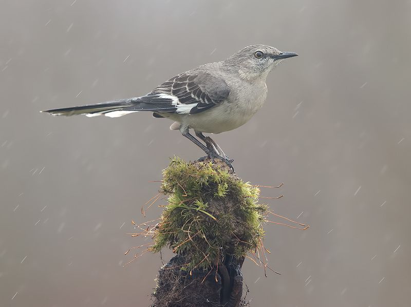 northern mockingbird,многоголосый пересмешник, пересмешник, зима,дождь Northern Mockingbird - Многоголосый пересмешник фото превью