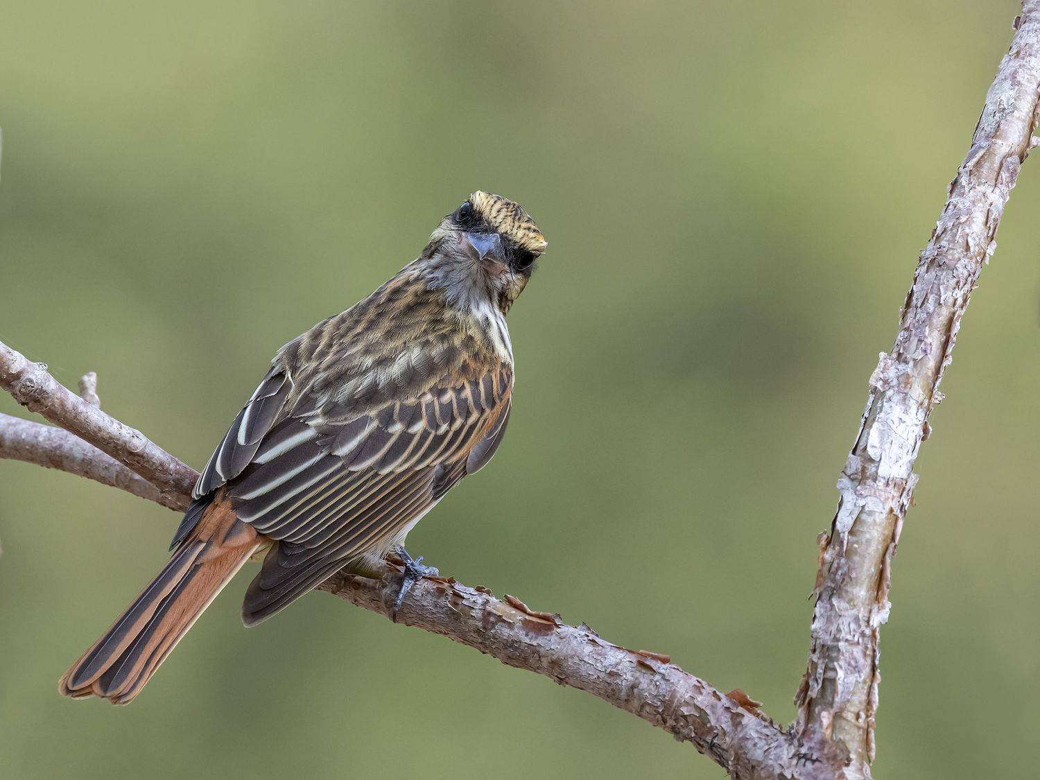 , Fernando Burgalin Sequeira