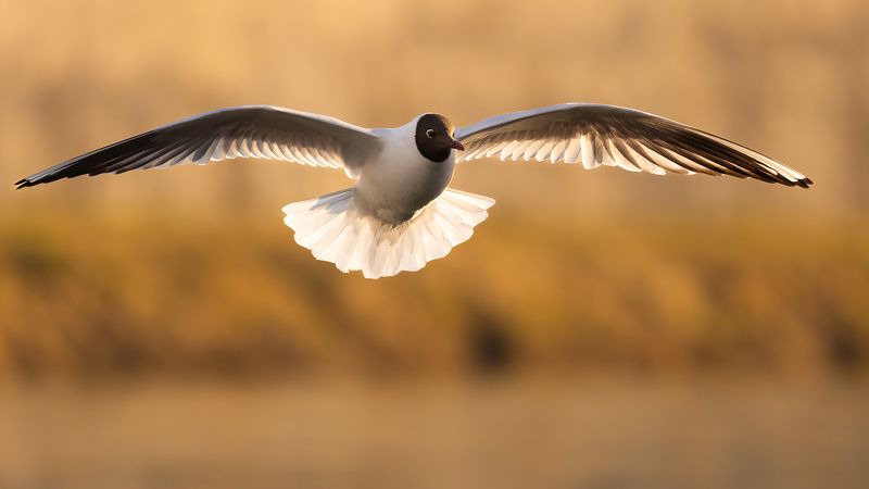 Gull фото превью