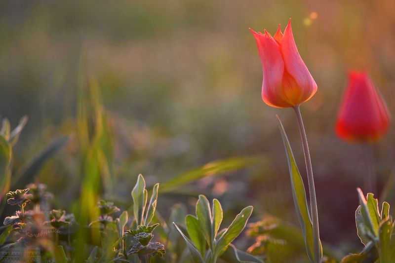 Купание красного тюльпана в солнечных лучахphoto preview