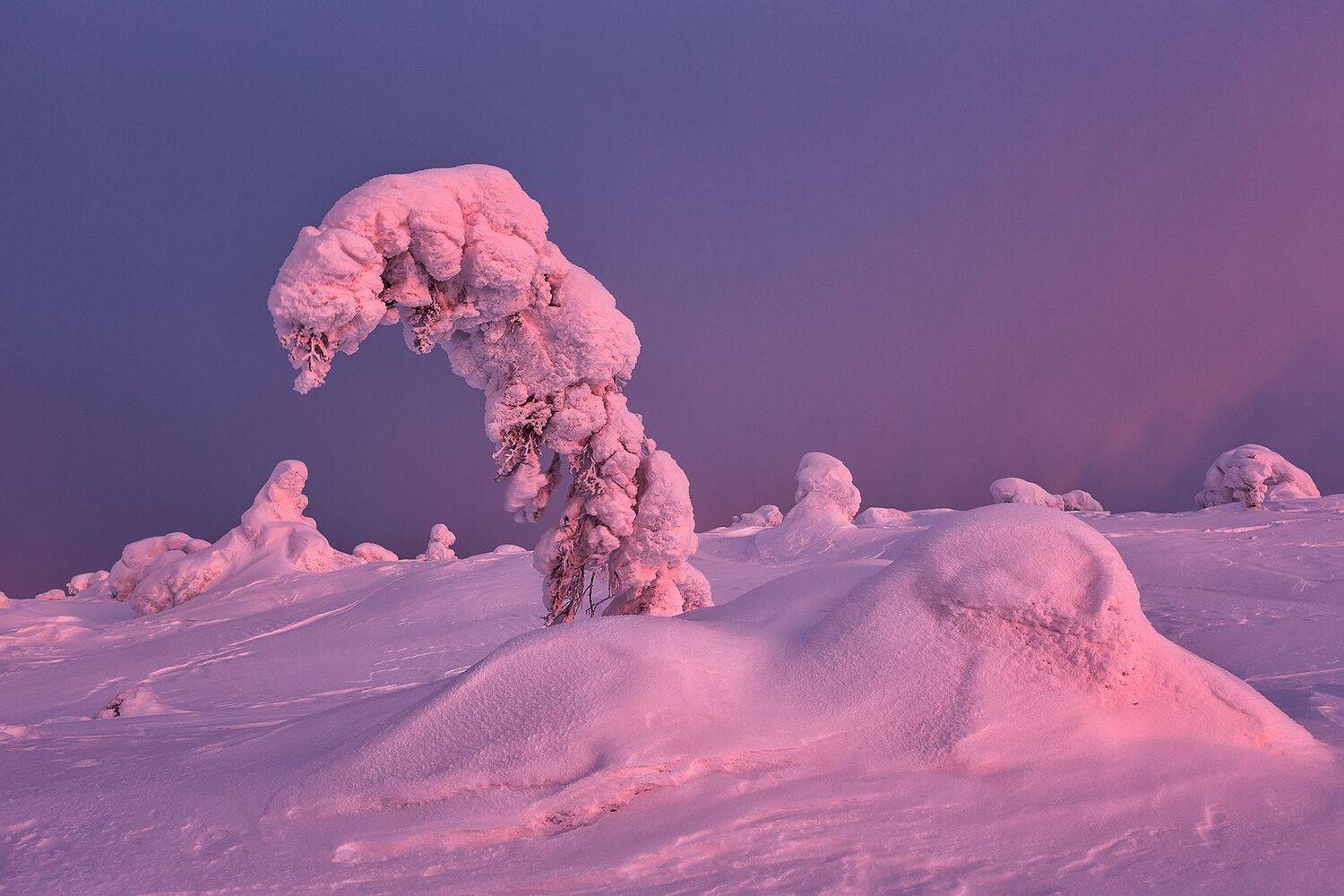 Сиреневый рассвет. Автор: Константин Маланин , Константин Маланин