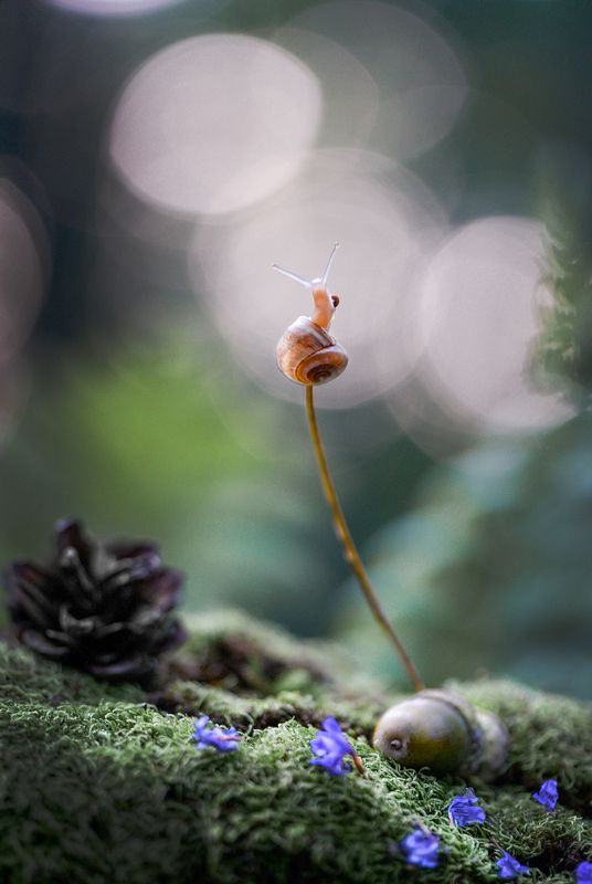 макро, макромир, макросказки, макро истории, макроистории, лес, тишина, вчувствование, созерцание, тишина, покой, улитка, улитки \