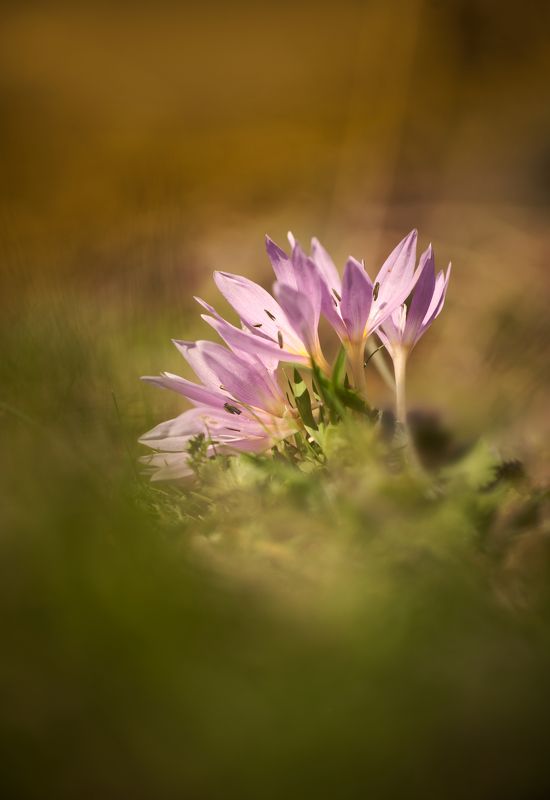 flower macro nature color minimal fine art colchicum Touch of colourphoto preview