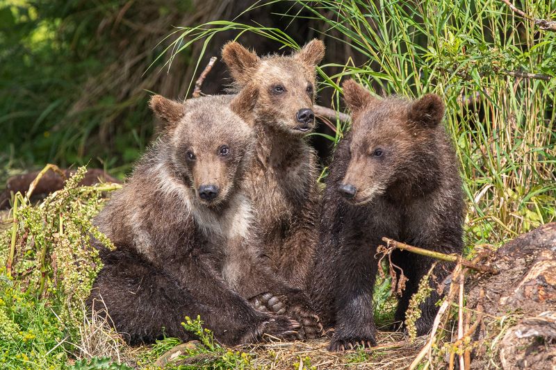 Медвежата сеголеткиphoto preview