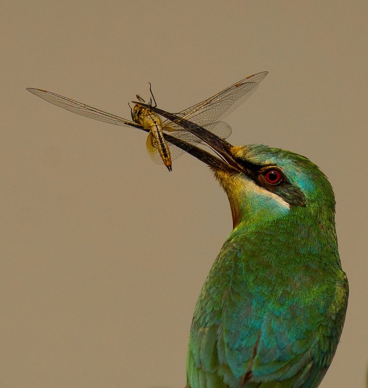 #dinner #food #beeeater #birds #birdsportrait The Dinner Timephoto preview
