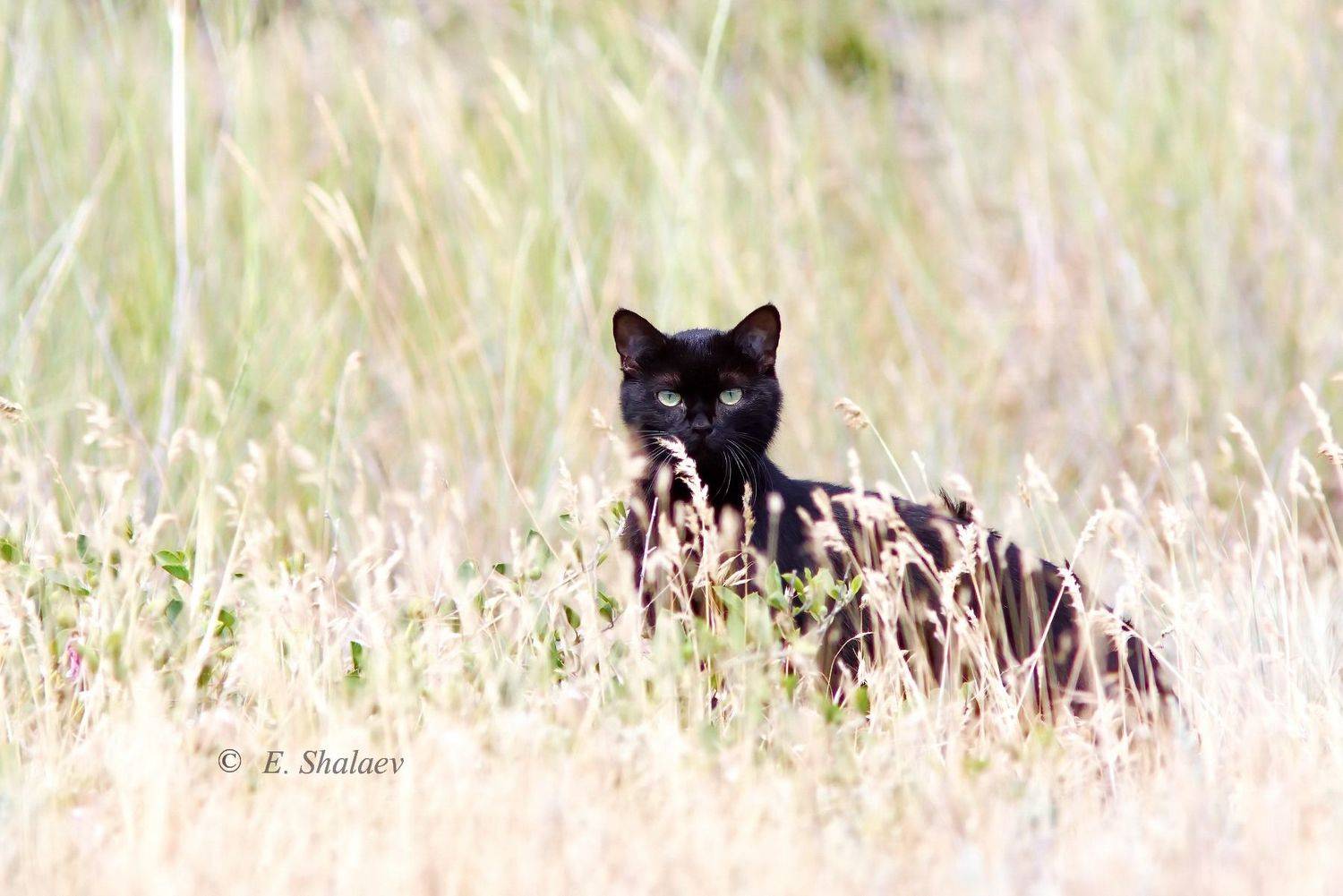 Багира. Автор: Евгений , Евгений