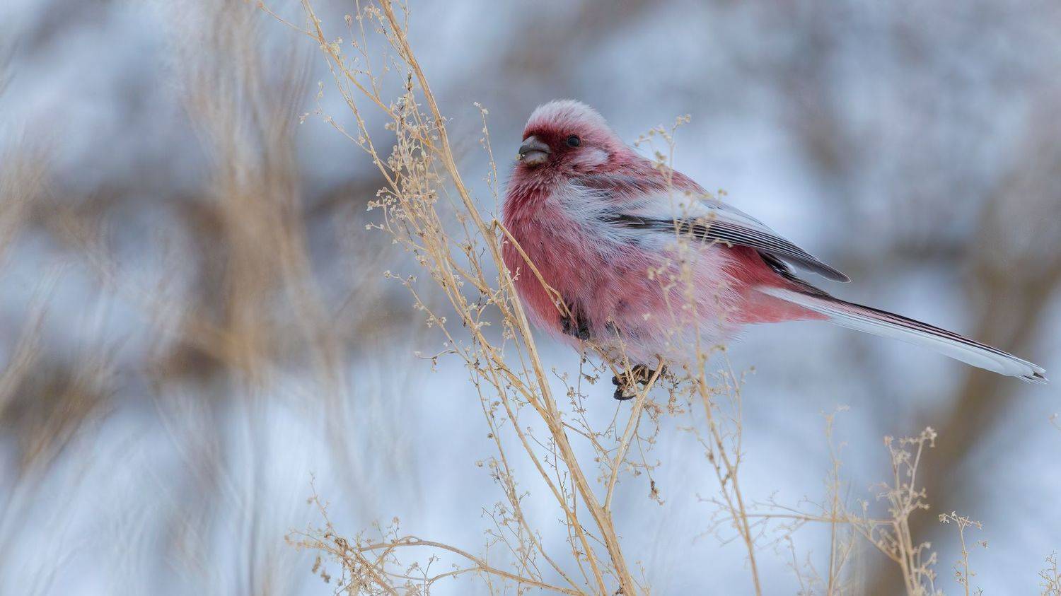 Урагус.... Автор: Марат Кучкаев , Марат Кучкаев