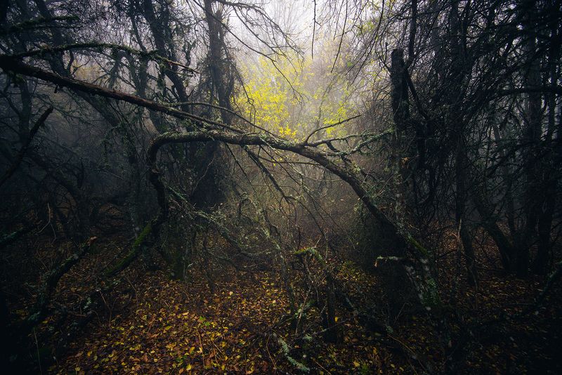 крым Мистический лесphoto preview