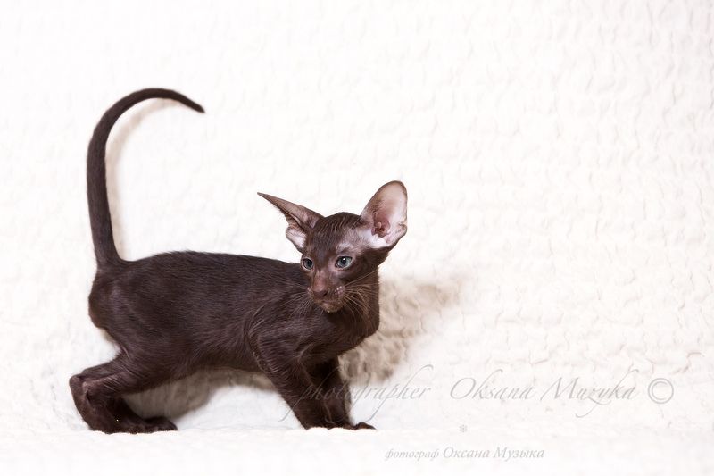 уши и хвост, вот мои документы.photo preview