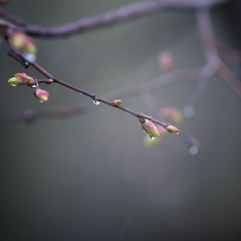 весна, дождь, деревья Веснаphoto preview
