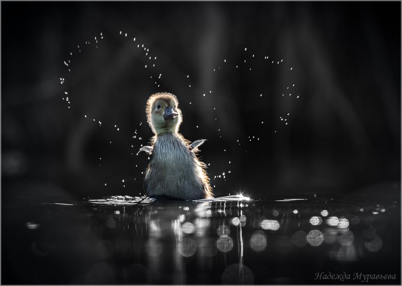 птенец, красноголовый нырок, aythya ferina С любовьюphoto preview