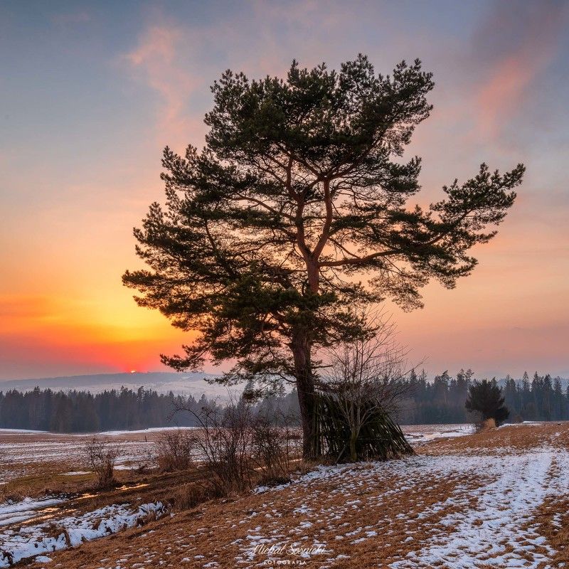 #tree #winter #sunset #sky #wood #nature #amazing #earth #pics #photo #best #poland #pentax #benro #haida Tree...photo preview
