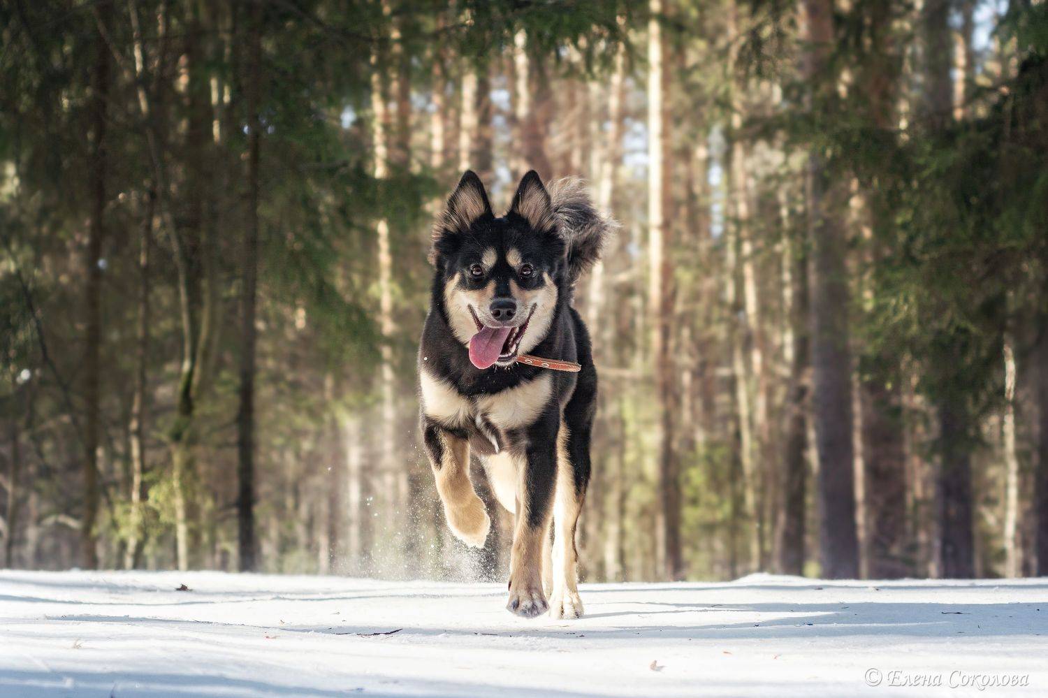 Весенний лес. Автор: Соколова Елена собаки, черняевский лес, природа, балатовский лес, пермь, Соколова Елена