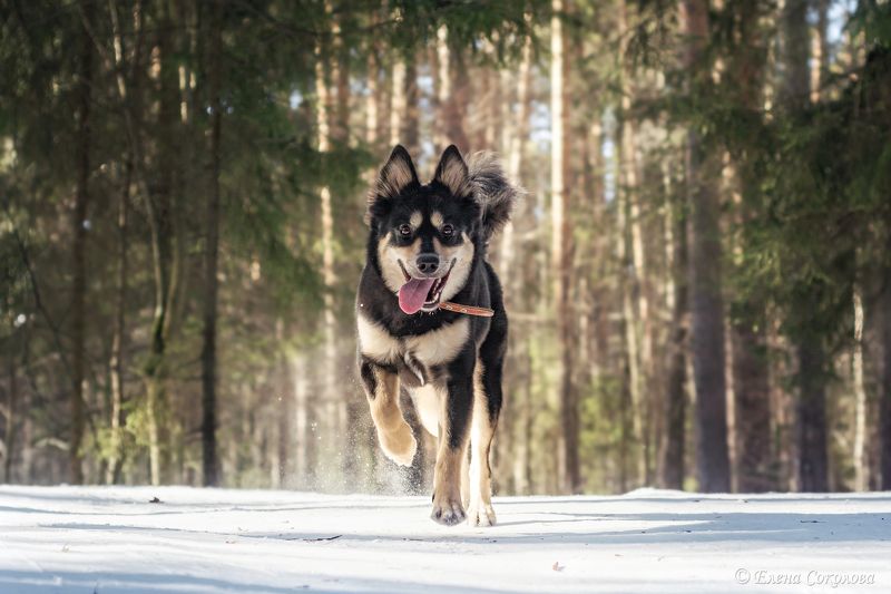 собаки, черняевский лес, природа, балатовский лес, пермь Весенний лесphoto preview