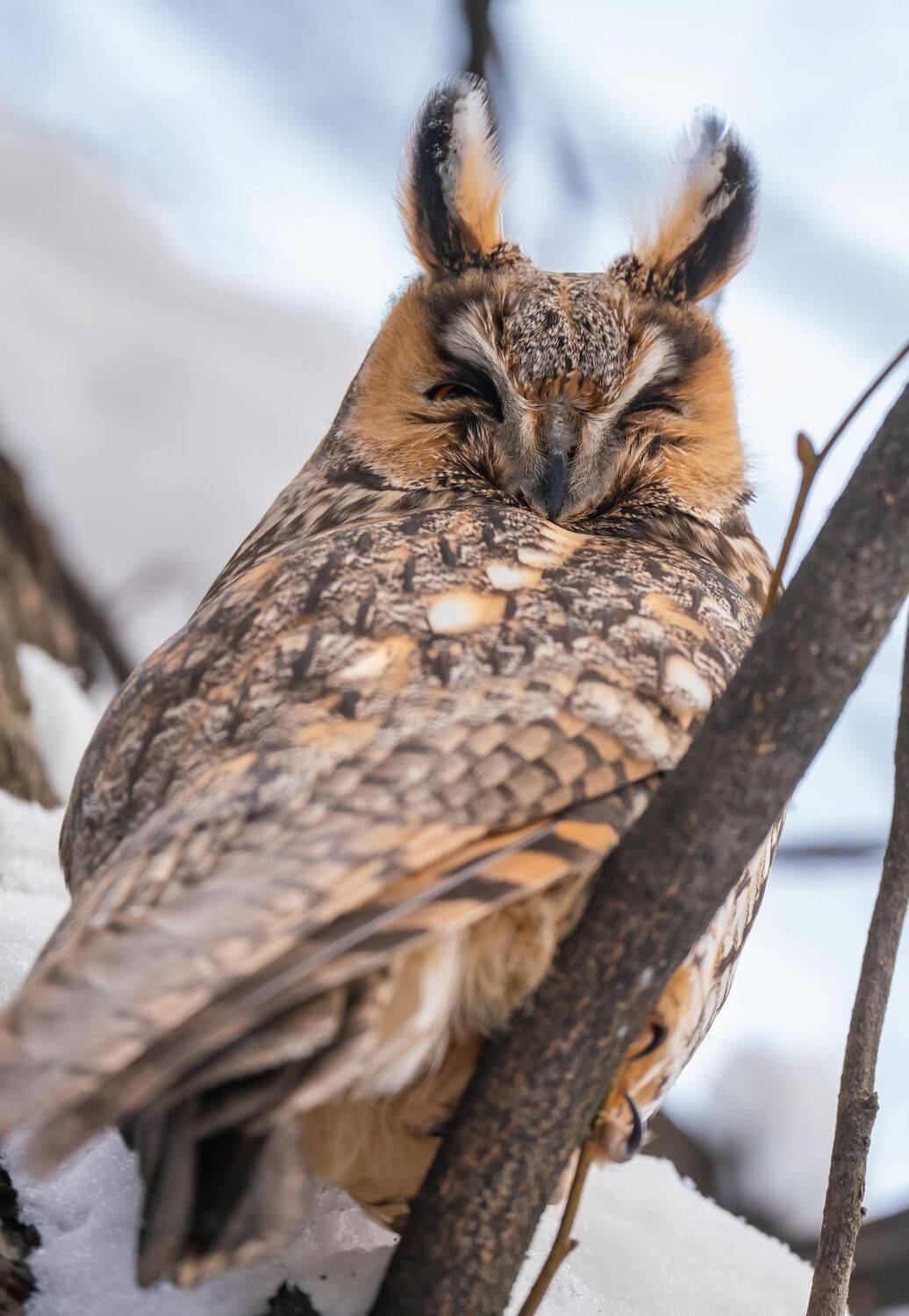 ***. Автор: Константин Дэм , Константин Дэм