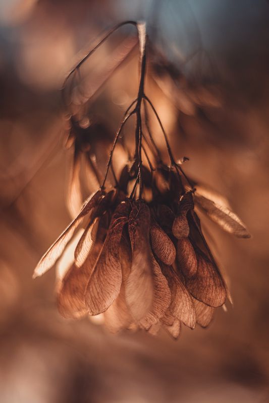 #весна,#ветка,#плоды,#дерево Весенняя веточкаphoto preview