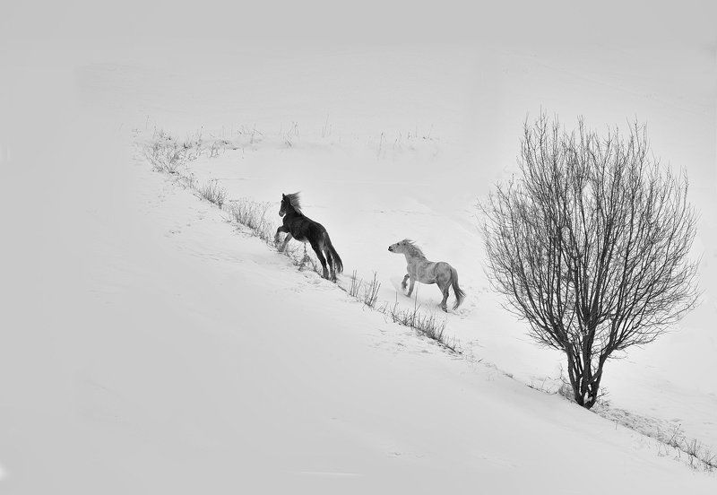 horses winter black and white tree snow running  black and whitephoto preview