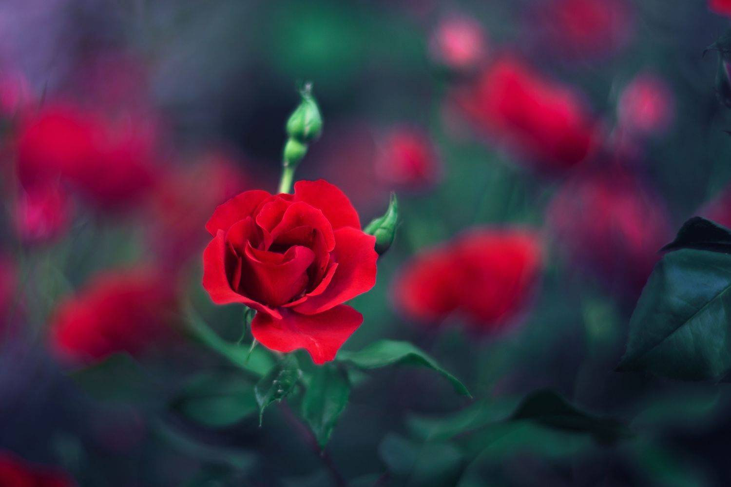 red,flowers,wild,nature,light,bokeh,rose,zenit,helios,nikon,green,, Борислав Алексиев