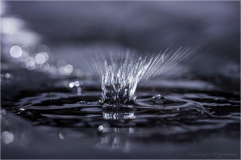 капель,  брызги,  треки,  боке,  весна Капельphoto preview