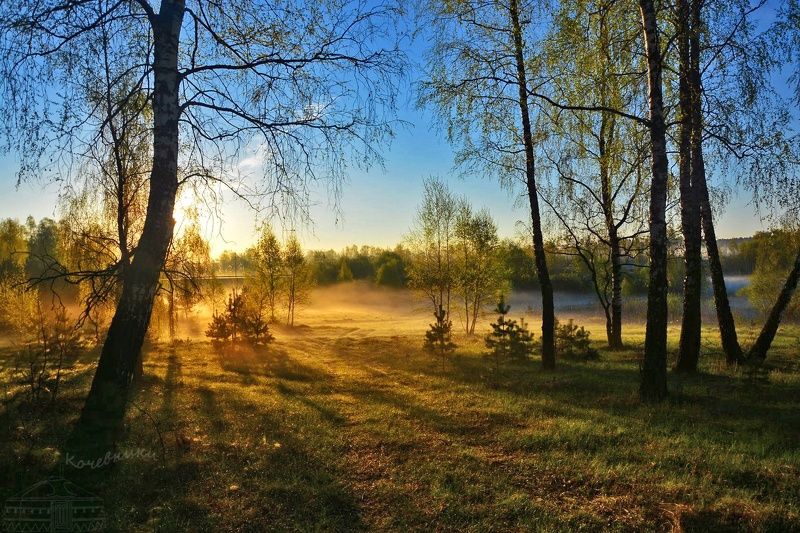 Березы,рассвет, туман Прекрасное в маломphoto preview