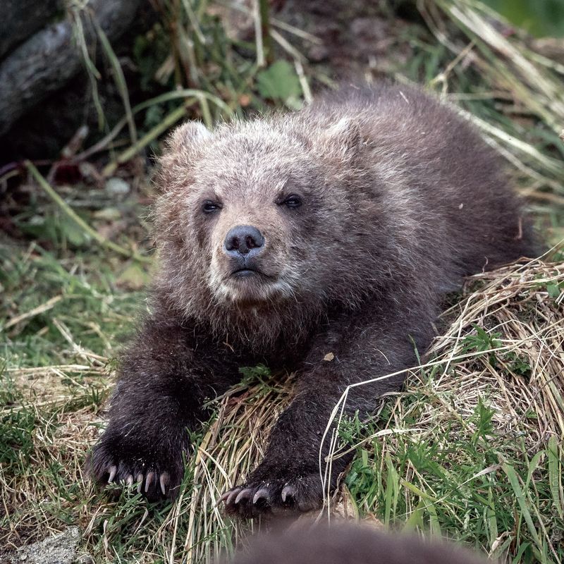 Мишка сеголеткаphoto preview