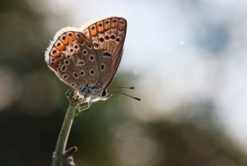 butterfly insect nature macro fine art Icarusphoto preview
