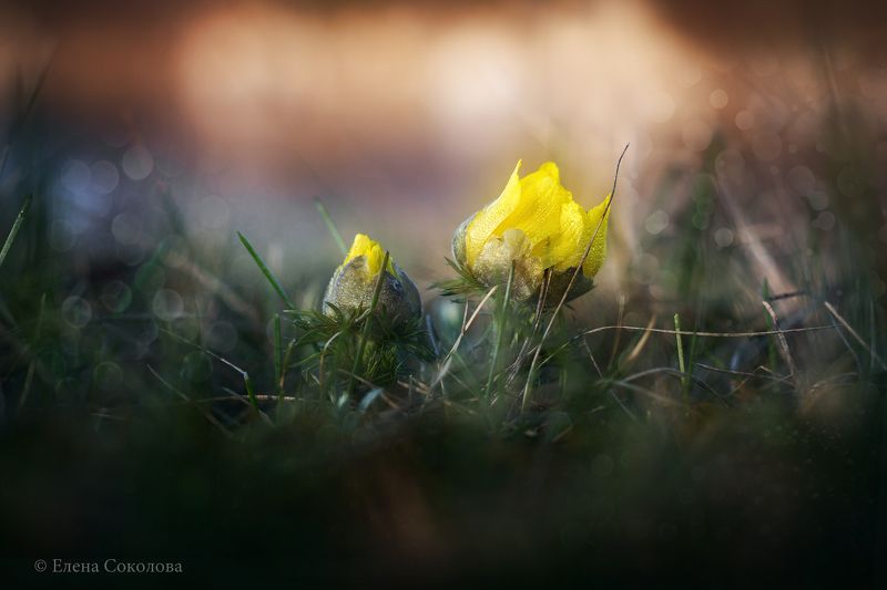 адонис, цветы, первоцвет, май, весна, майские цветы, желтый цветок, весенний цветок, макро, макро цветы Адонисphoto preview