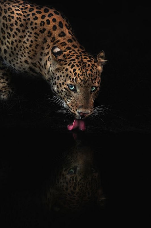 leopard Leopard Reflectionphoto preview