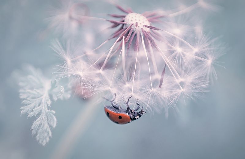 dandelion macro red bug blue nature dandelionphoto preview