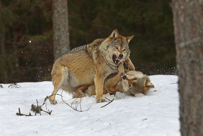 Разборка.photo preview