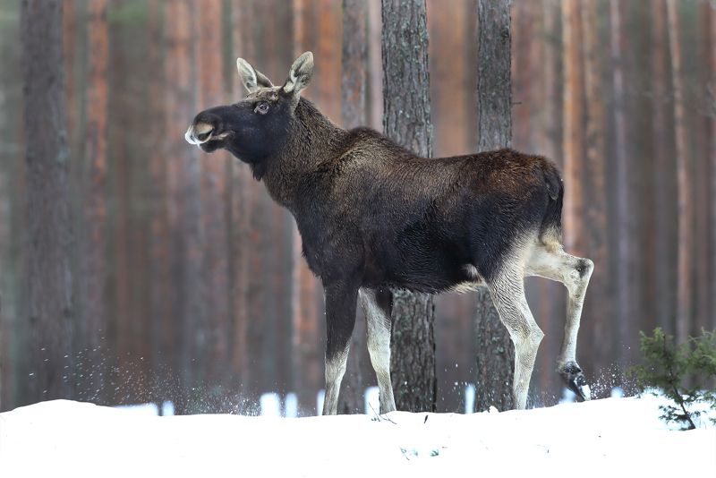 В Красном бору.photo preview