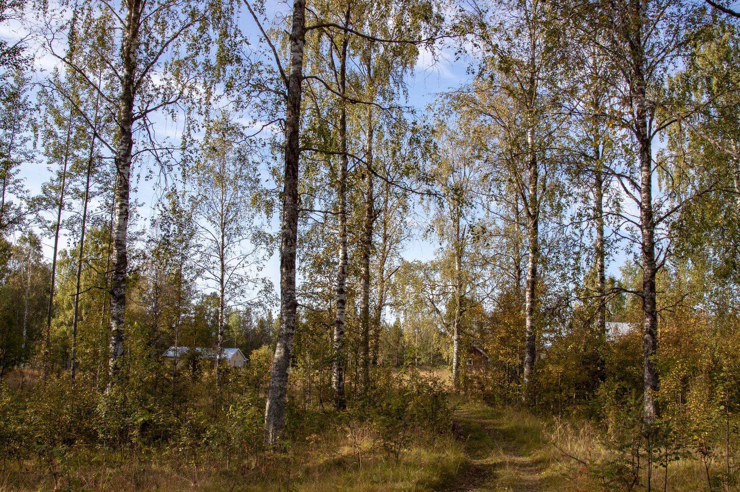 Осенняя. Автор: Lapland Швеция, Lapland