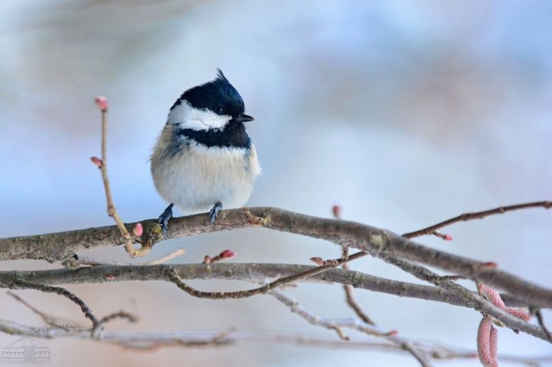 синица, птицы, московка, birds, birdwatching A coal titphoto preview