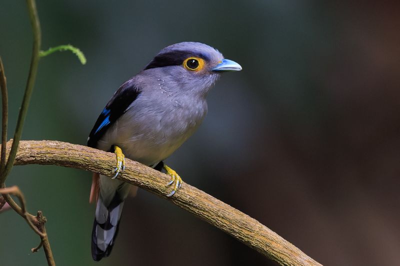 银胸丝冠鸟（学名：Serilophus lunatus）photo preview