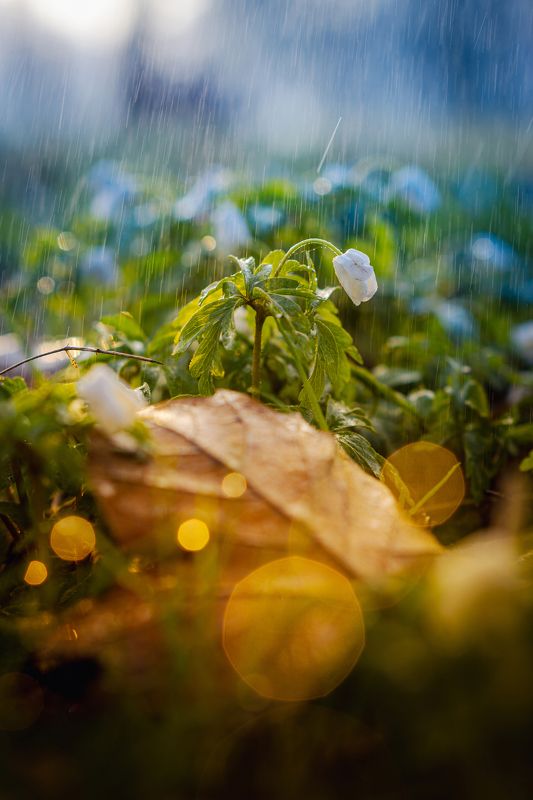 Spring...photo preview