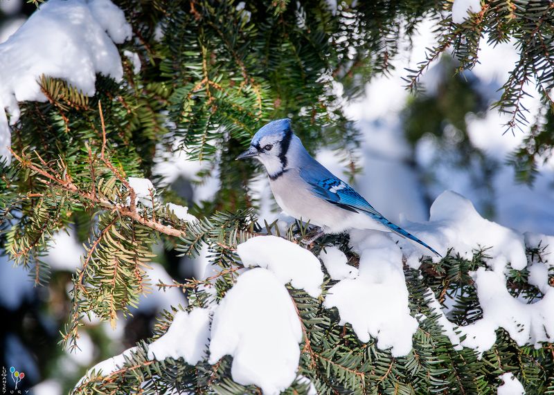 Blue jayphoto preview