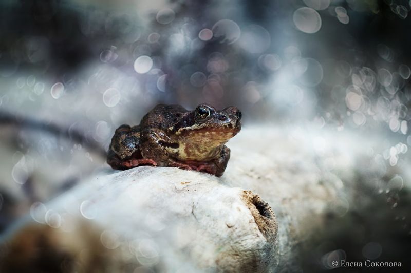 лягушка, весна, макро Лягушонокphoto preview