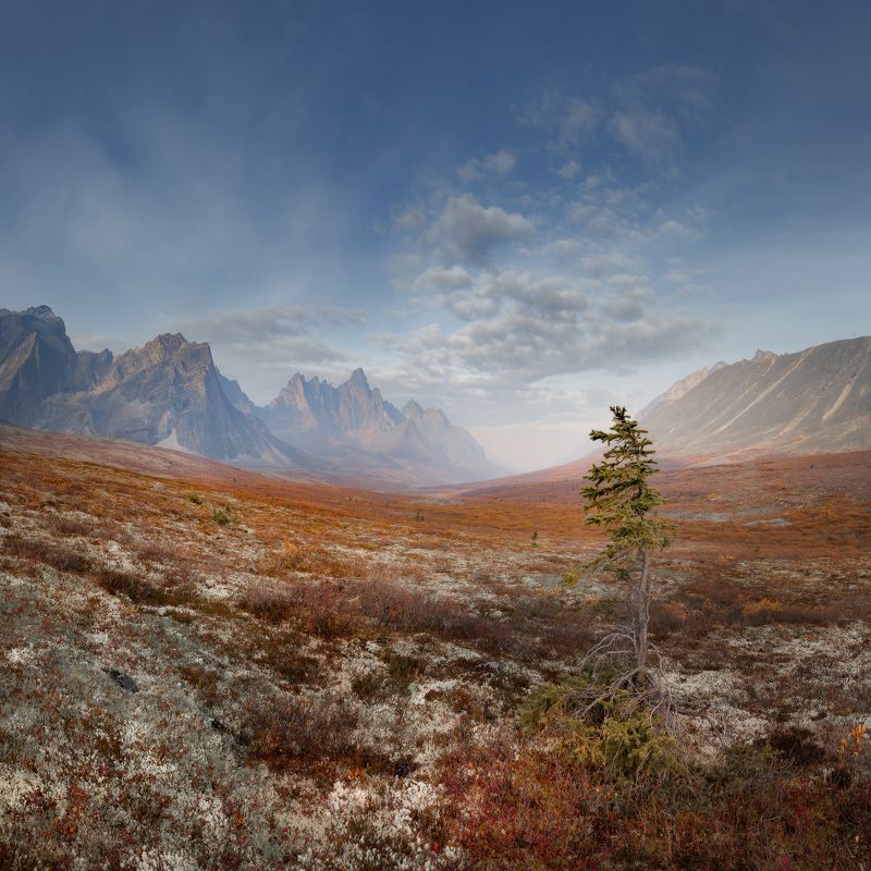 yukon, tombstone, canada, smoke, tundra Дым и деревоphoto preview