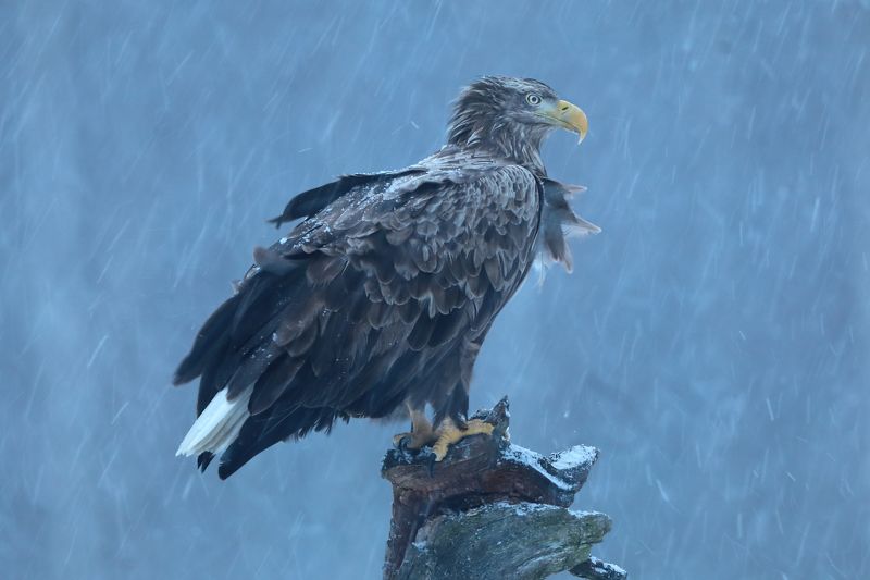 Утро. Метель. Белохвостый орлан.photo preview