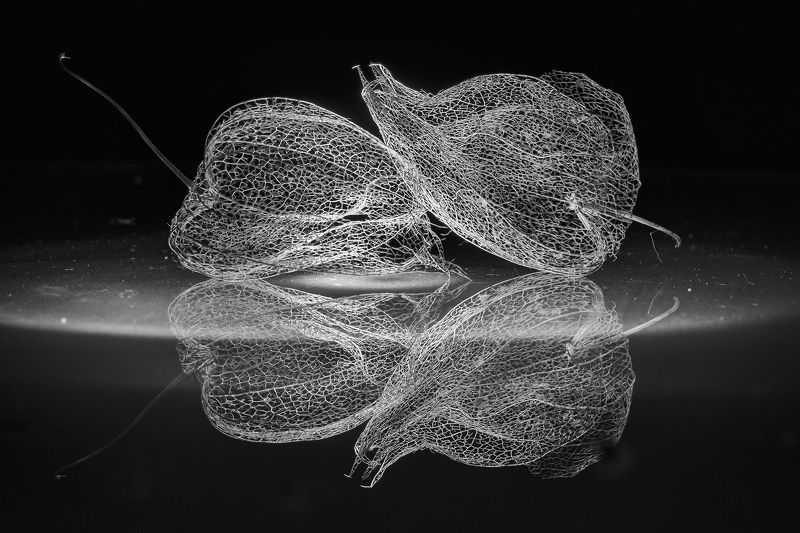 отражение черно-белый физалис Отражениеphoto preview