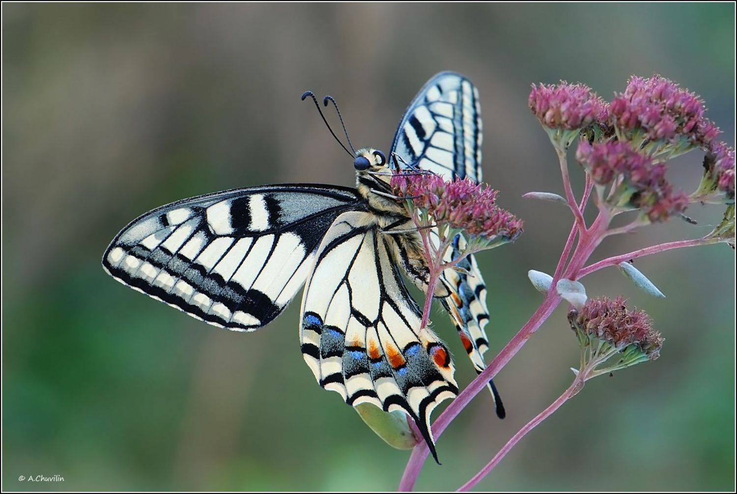 среди,травы,махаон, Александр Чувилин