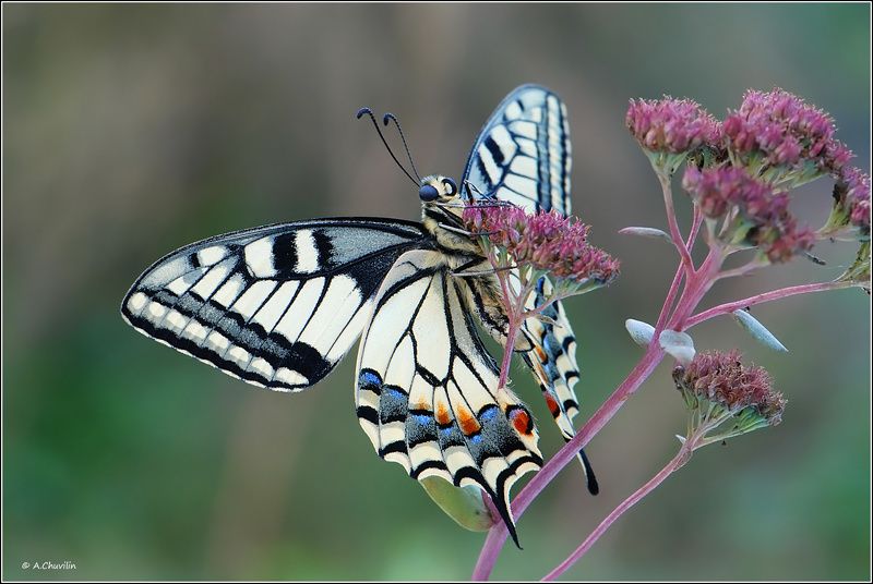 среди,травы,махаон Среди травы фото превью
