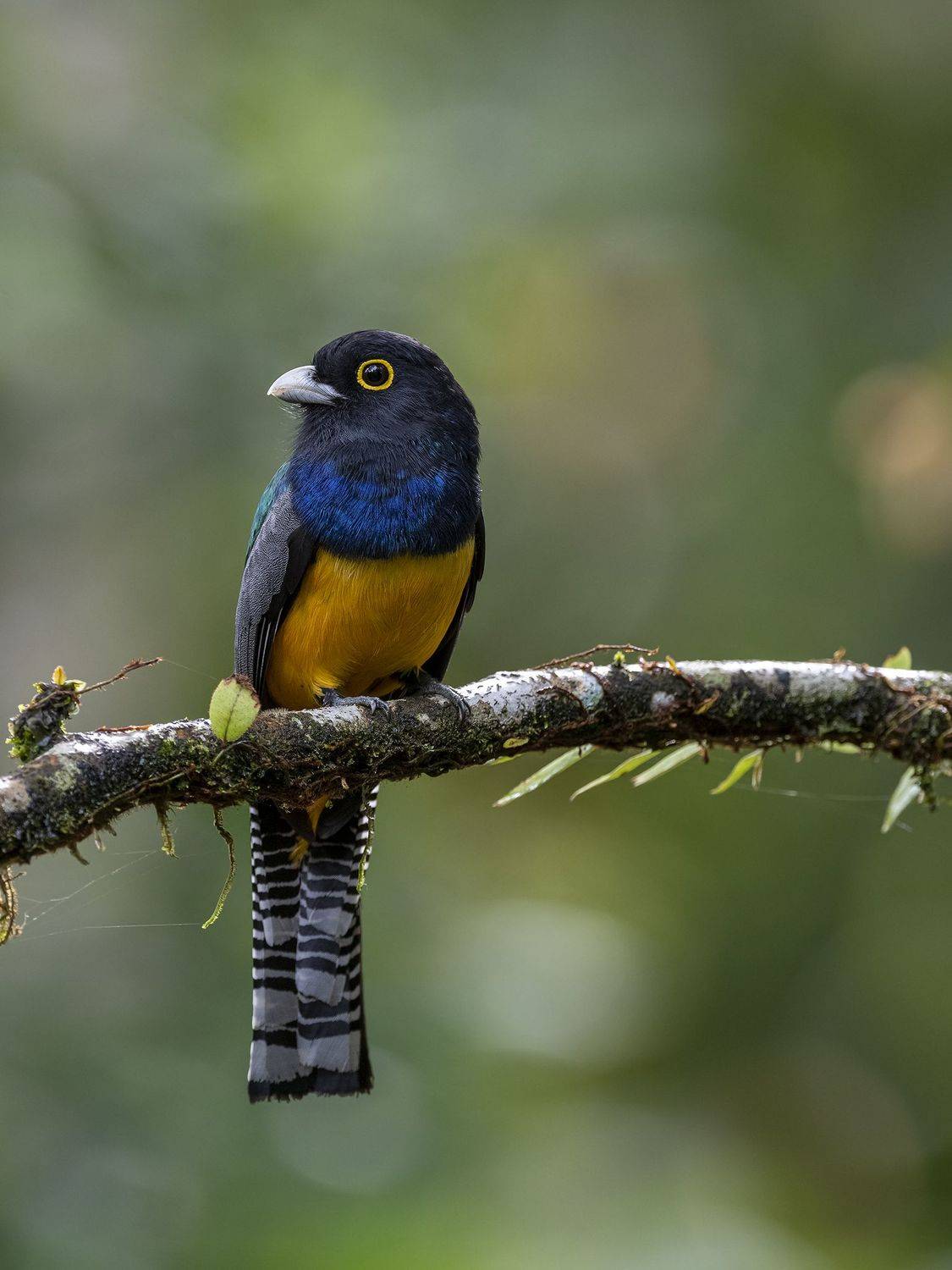 , Fernando Burgalin Sequeira