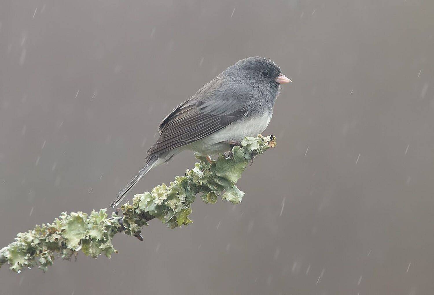 юнко,dark-eyed junco, junco, зима,дождь, Etkind Elizabeth